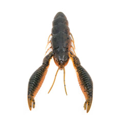 Tuggin' Bug